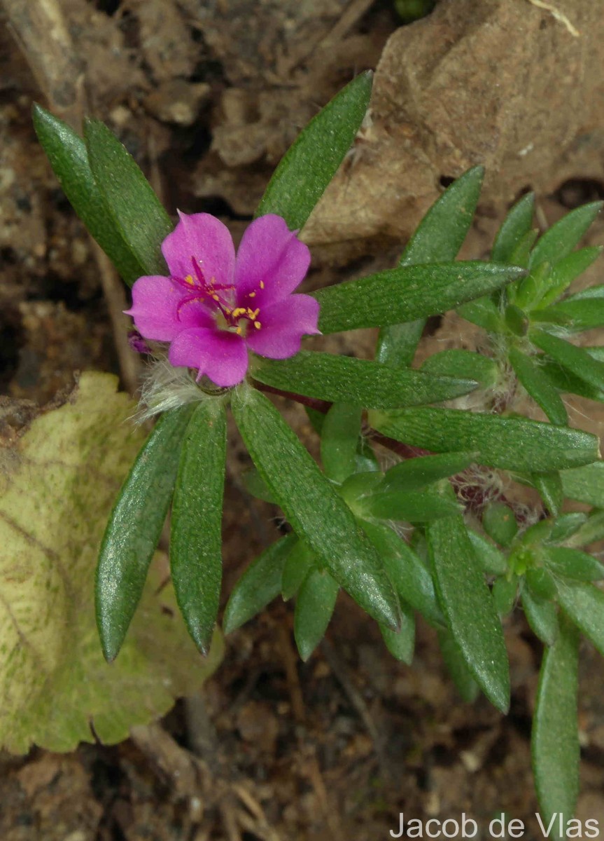 Portulaca pilosa L.